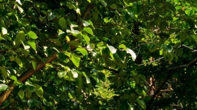 Sunlight filtering through green leaves