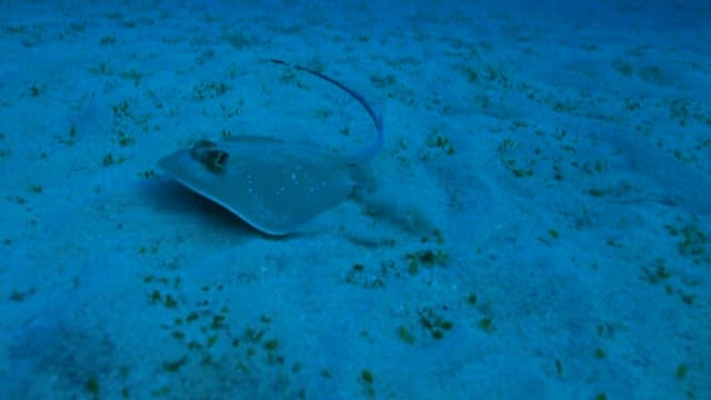 Stingray swimming over the ocean floor