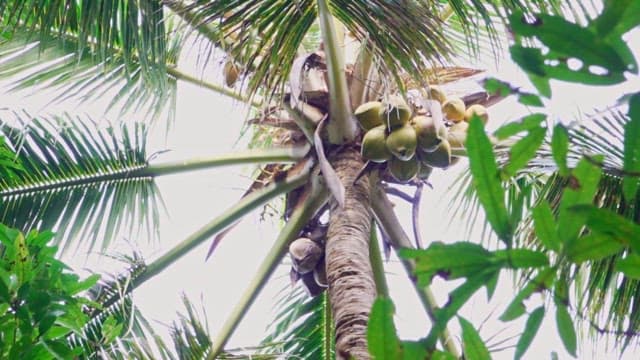 Coconut tree with coconuts in a forest