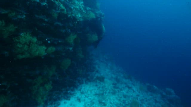 Seal Gliding Through Ocean Depths