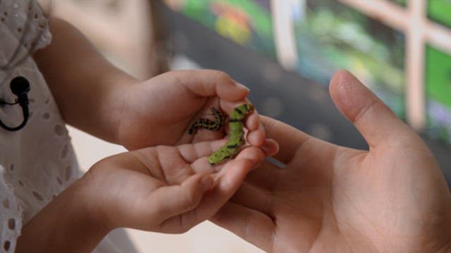 Children gently holding and observing caterpillars