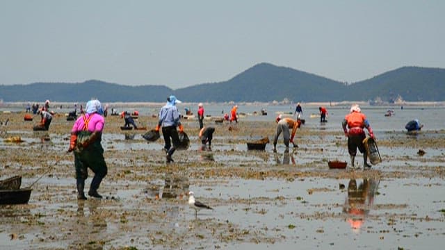 People Collecting Seafood on a Tidal Flat
