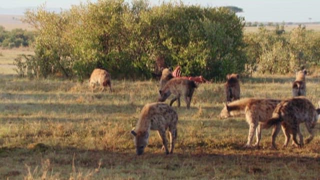Lions and Hyenas Confronting Each Other over Prey