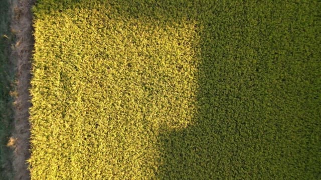 Aerial view of lush green rice fields