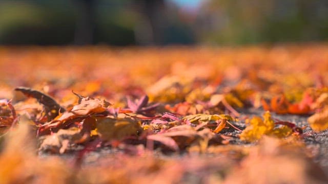 Feet Stepping on Fallen Leaves on the Ground