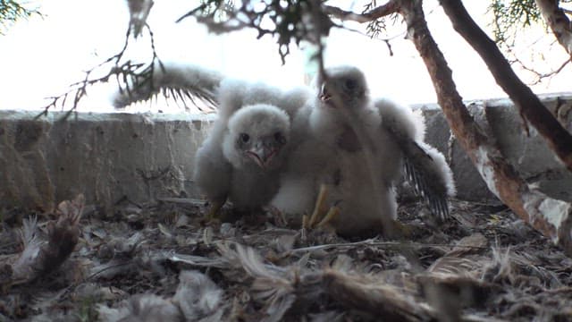 Baby hawks in a nest with feathers and branches