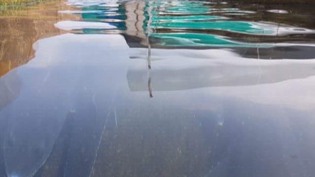 Sturgeon Swimming in a Fish Farm Tank