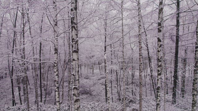 Birch Forest Covered with Pure White Snow