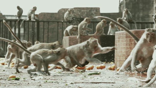 Monkeys Fighting Violently on Stone Steps
