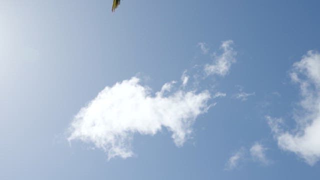 Palm Tree against a Sunny Blue Sky
