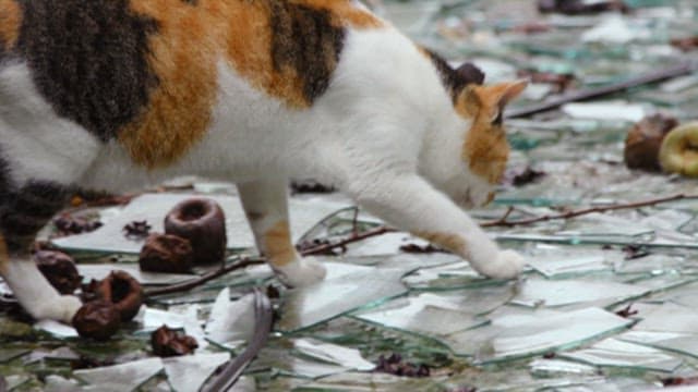 Cat Navigating Through Broken Glass