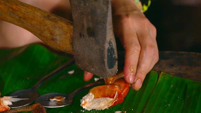 Cracking open a coconut crab on a banana leaf