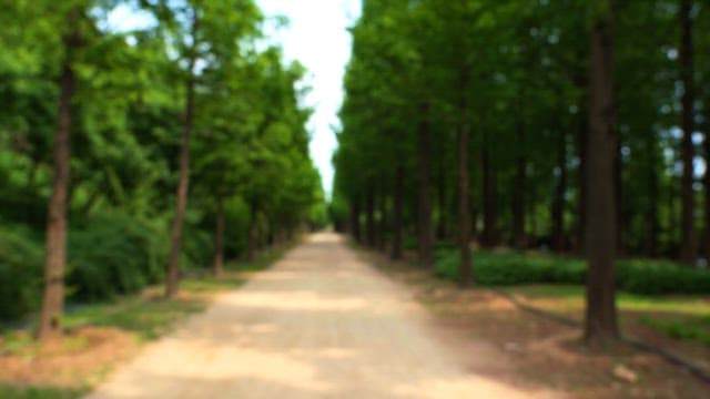 Pathway in the forest on a sunny day