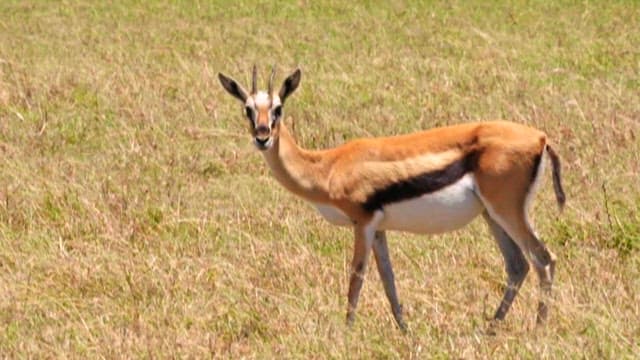 Cheetah Hunting in Savannah Grassland