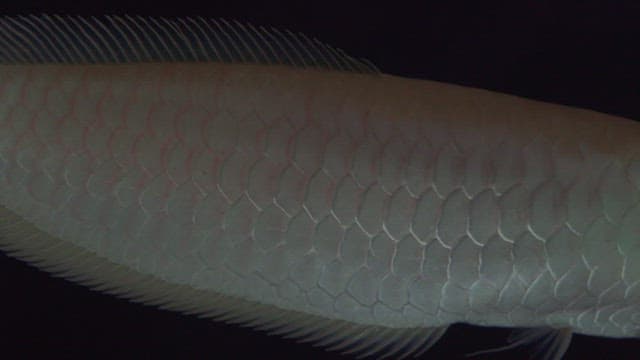 Elegant arowana with silver scales in a tank