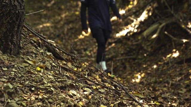 Person Walking Through a Sunlit Forest