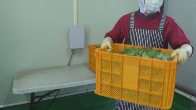 Worker carrying and moving freshly harvested vegetables in a food processing facility