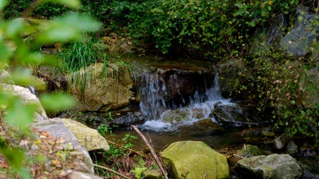 Small valley in a lush forest