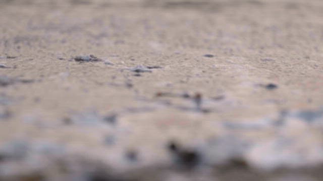 Evening waves washing over seashells on the beach