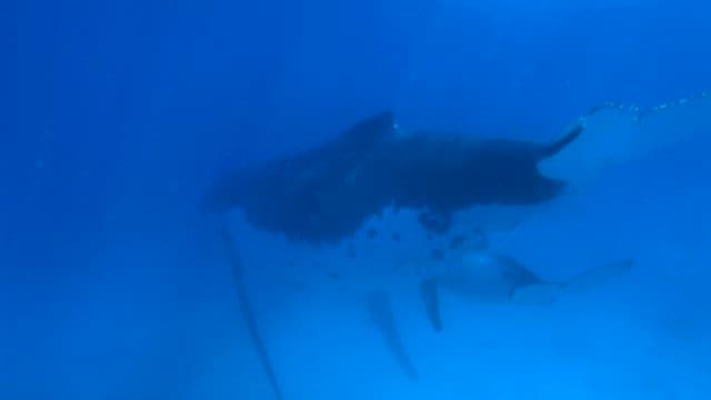 Majestic Whales Swimming Underwater