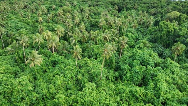 Lush tropical rainforest on an island surrounded by blue sea