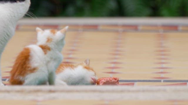 Kittens with Mother Cat Outdoors