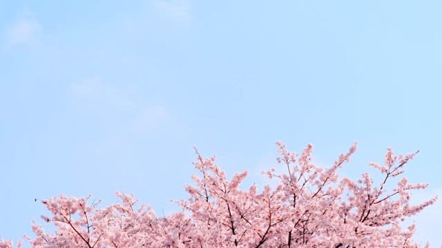 Cherry Blossoms Filling the Sky