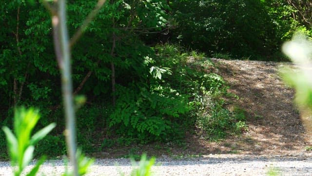 Pathway with swaying leaves in a dense green forest during daytime
