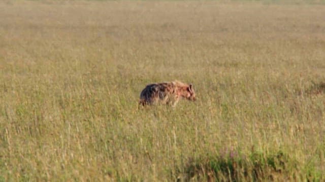 Hyenas Roaming the Savanna