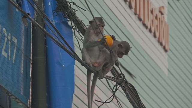 Two Monkeys Sitting on a Cable Eating an Orange