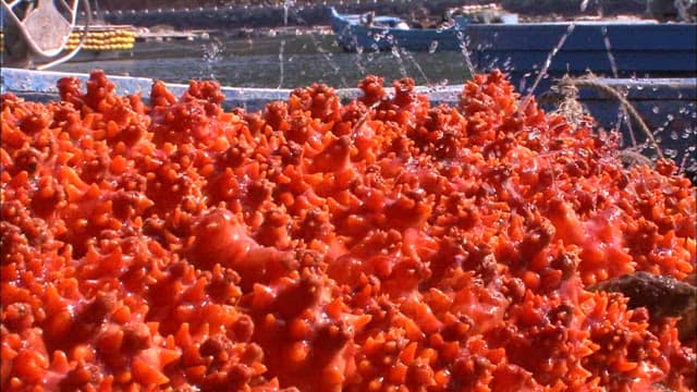 Freshly harvested red sea pineapple on a fishing boat