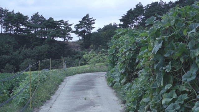 Serene Country Road by Green Vegetation
