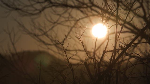 Sunrise seen through bare tree branches