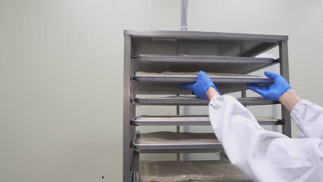 Wheat flour dough prepared for fermentation on a stainless steel tray