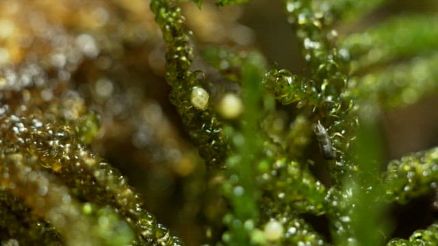 Larva crawling on fresh, moist moss
