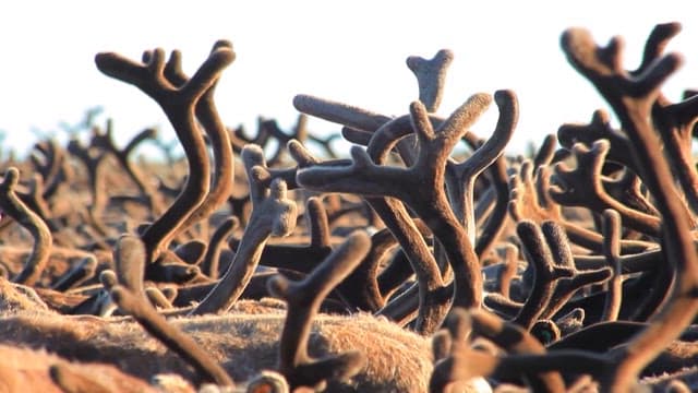 View Created by the Antlers of a Herd of Reindeer