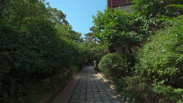 Shaded path between trees and buildings on a bright, sunny day
