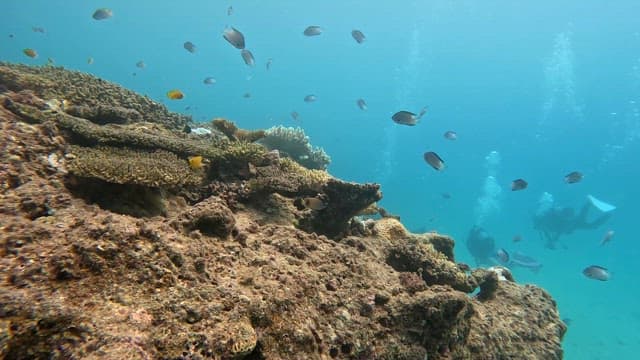 Vibrant coral reefs full of fish and divers