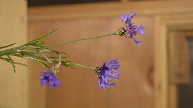 Purple flowers in a wooden room