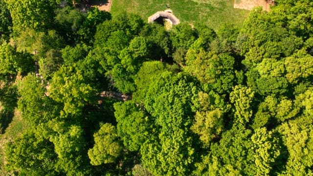 Lush green forest with a traditional pavilion