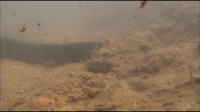 Albino swamp eel living in its natural freshwater habitat