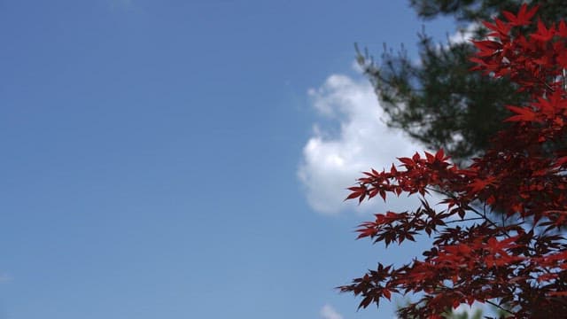 Red Leaves Against a Blue Sky