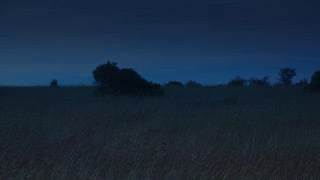 Cheetah resting in grass at dusk
