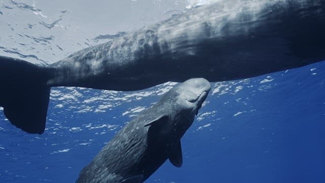 Baby sperm whale follows its mother underwater