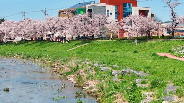 Cherry blossoms along a riverside path