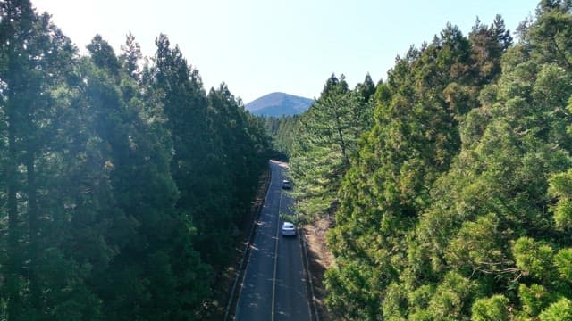 Road through a dense forest with mountains