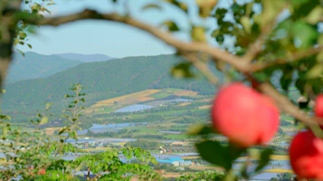 Apples with agricultural area in the background