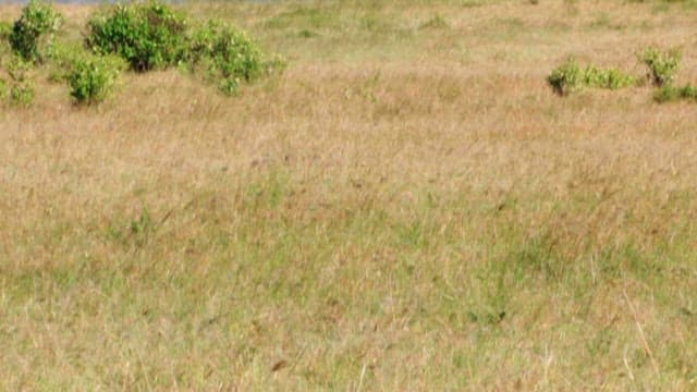 Cheetahs Roaming in the Open Savannah