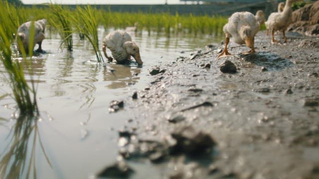 Ducks roaming and feeding in rice paddy