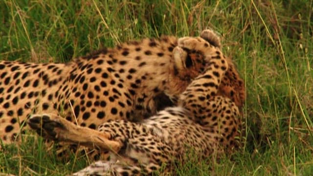 Cheetahs Lounging in the Grass